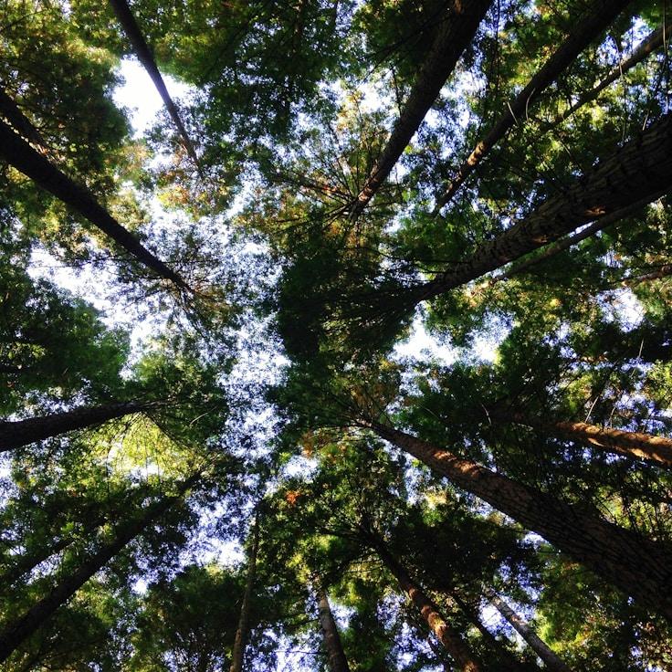 Nature-themed hero photo